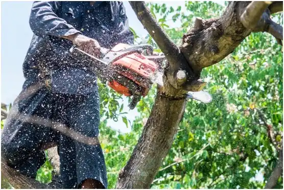 tree services Benton